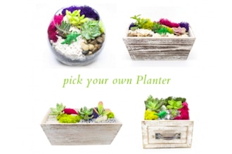 Plant Nite: Pick Your Own Planter w/ Premium Succulents